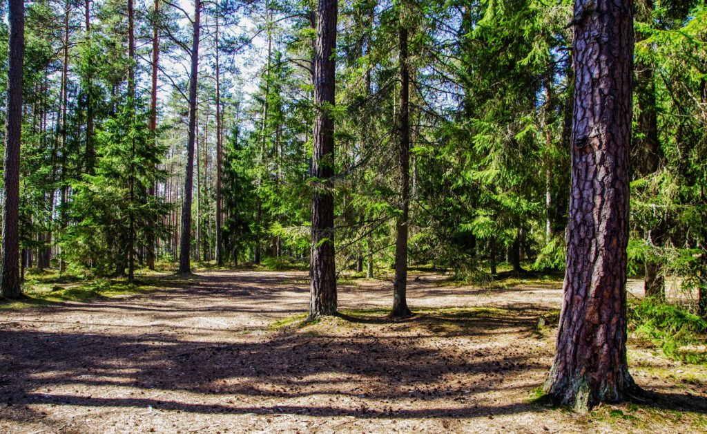 Árvores em uma floresta