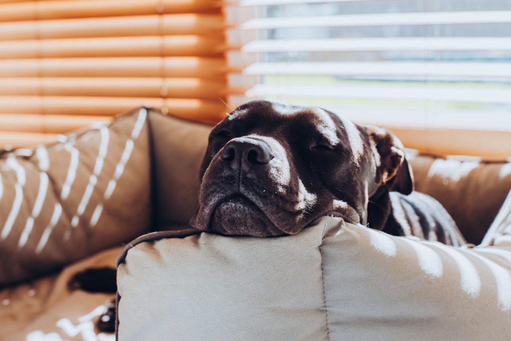 Cachorro dormindo no sofá