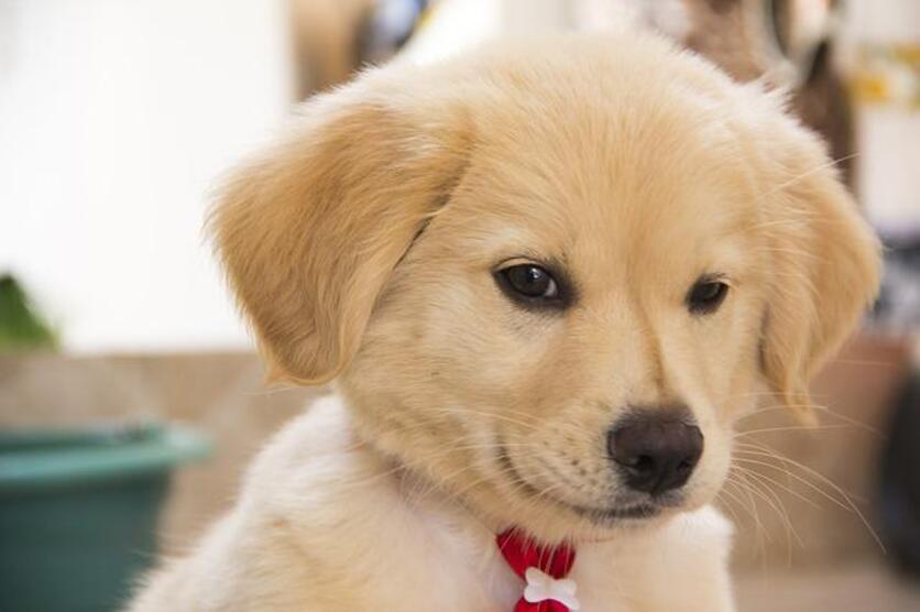 Filhote de cachorro da raça Golden Retriever, olhando para a câmera de forma tranquila.