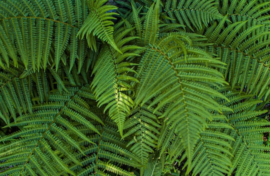 A samambaia pode mudar o ambiente 