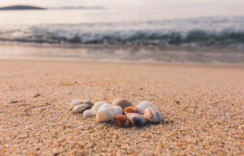 A imagem mostra uma conjunto de conchas na areia para ilustrar o que fazer na primavera