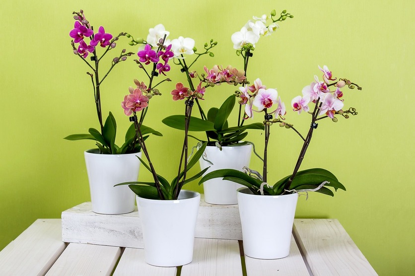 A imagem mostra uma mesa com quatro vasos de orquídeas coloridas para ilustrar o uso da compostagem doméstica