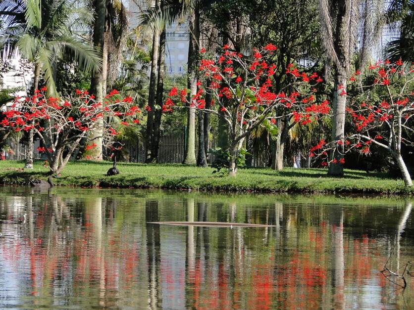 Uma vista do Jardim Botânico em Porto Alegre, mostrando árvores com flores vermelhas vibrantes ao lado de um lago, refletindo a paisagem.