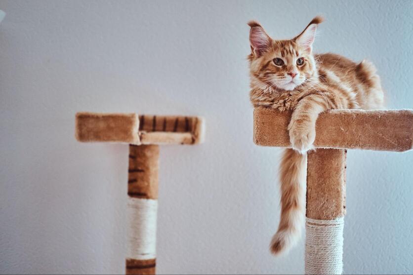 Gato laranja descansando em cima de uma prateleira de arranhador vertical.