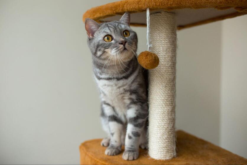 Gato cinza em cima de arranhador vertical, com prateleiras e uma bolinha pendurada para brincar.