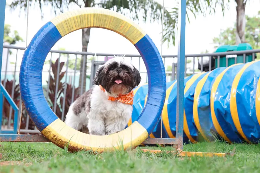 Pet Place Luggo, com arcos e túneis apoiados num gramado. Ao centro, um cachorro da raça Lhasa brincando.
