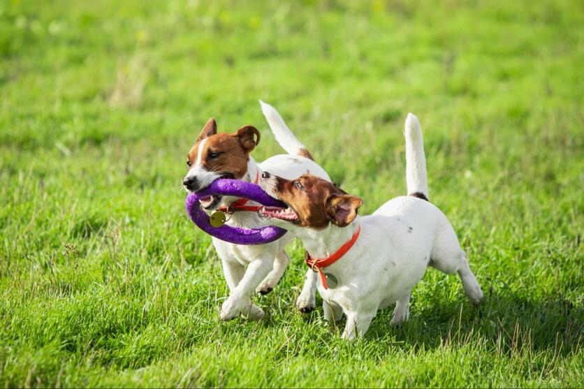 Dois pequenos cachorros brincam na grama com uma argola, os dois estão mordendo o objeto e aparentam estar correndo.